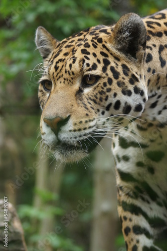 Fototapeta Naklejka Na Ścianę i Meble -  Jaguar - Panthera onca