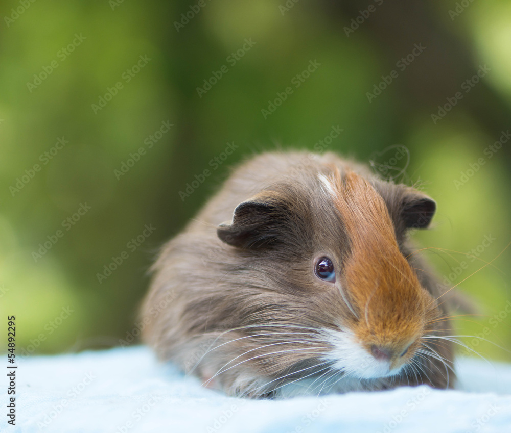 Bebe Cochon D Inde Stock Photo Adobe Stock