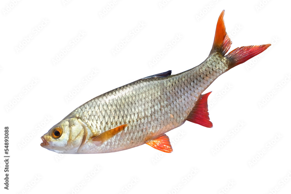 fish roach Stock Photo | Adobe Stock