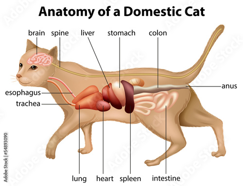 Anatomy of a Domestic Cat photo