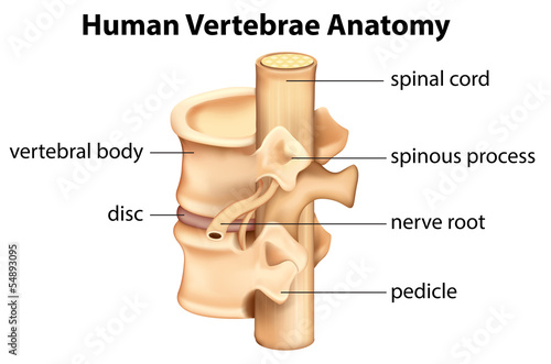 Human Vertebrae Anatomy