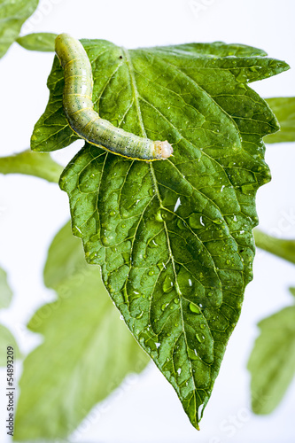 Raupe