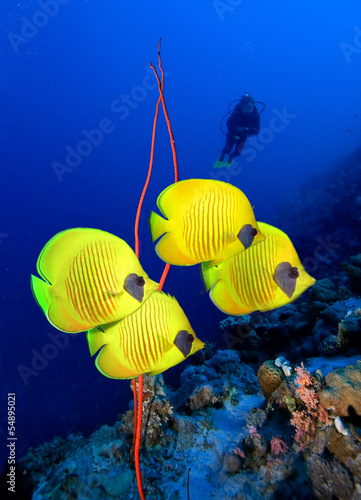 Scuba diver looks at group of  Masked Butterfly Fish #54895021