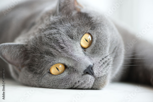 Fototapeta Naklejka Na Ścianę i Meble -  close-up of snout of gray british cat
