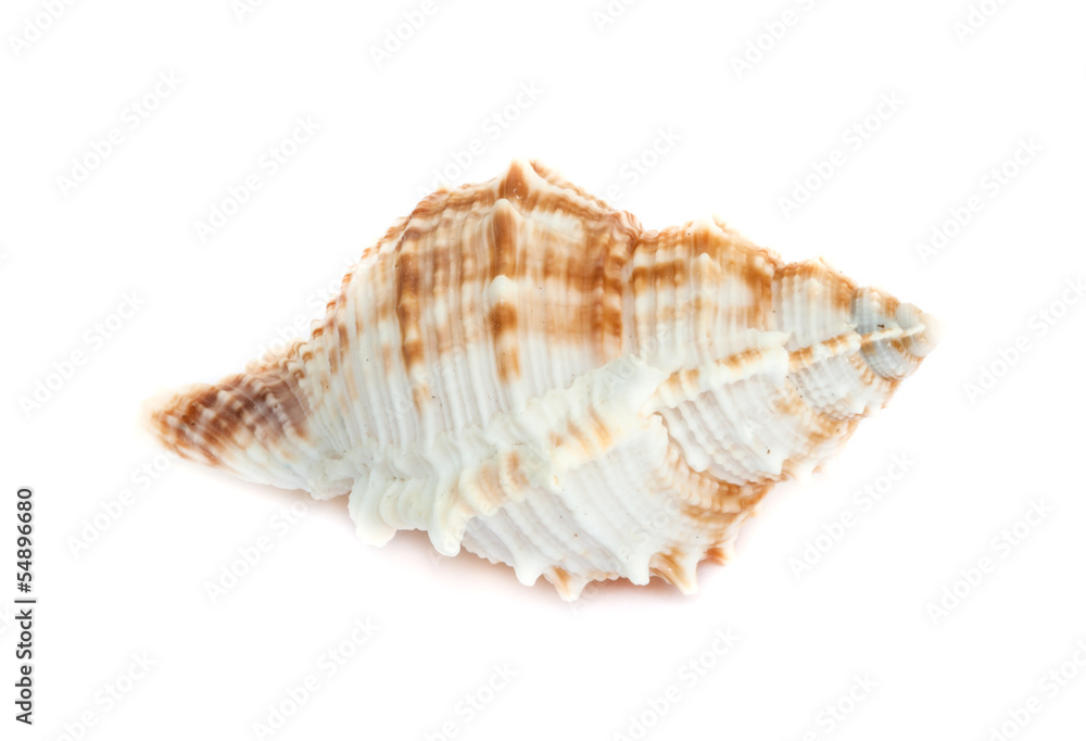 sea shell .