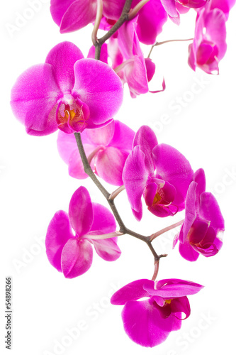Fototapeta Naklejka Na Ścianę i Meble -  pink flowers orchid