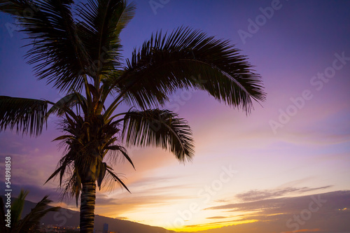 Fototapeta Naklejka Na Ścianę i Meble -  Palm Tree in a Tropical Sunset