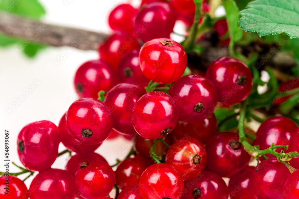currant currant