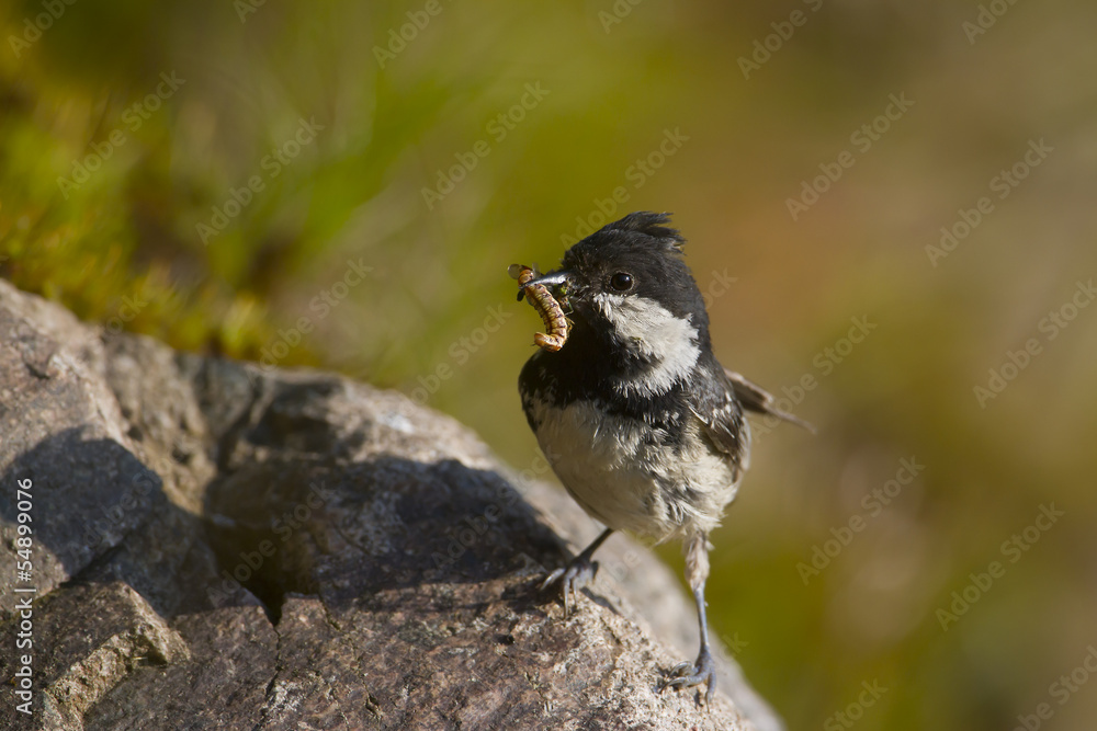 Fototapeta premium Coal tit bird specie Periparus ater in feeding time