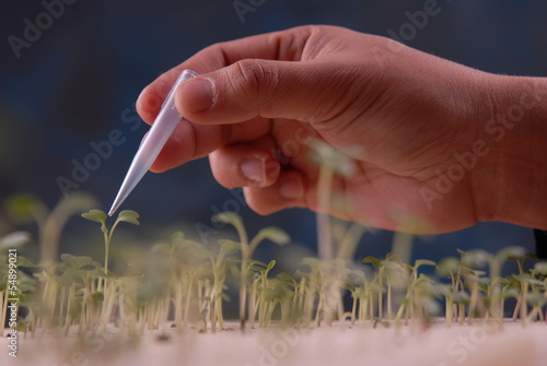 plant tissue culture