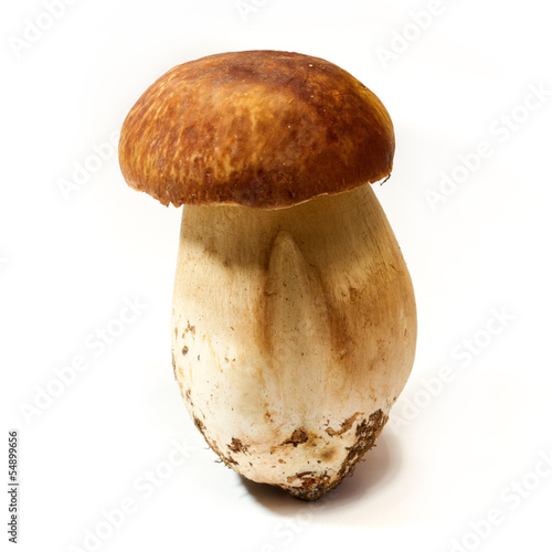 Tapety artystyczne Boletus Edulis