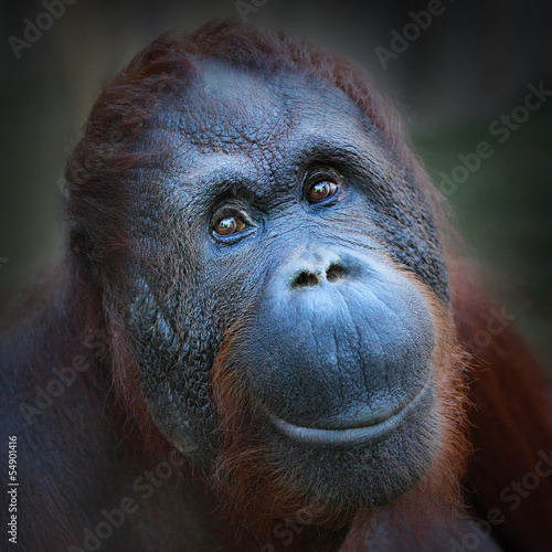 Happy smile of The Bornean orangutan (Pongo pygmaeus). photo