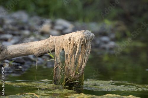 A wood pole hanging on a swamp photo