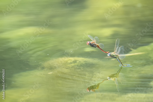 Dragonfly in love