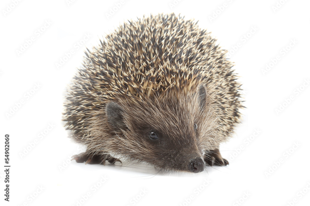 hedgehog hedgehog