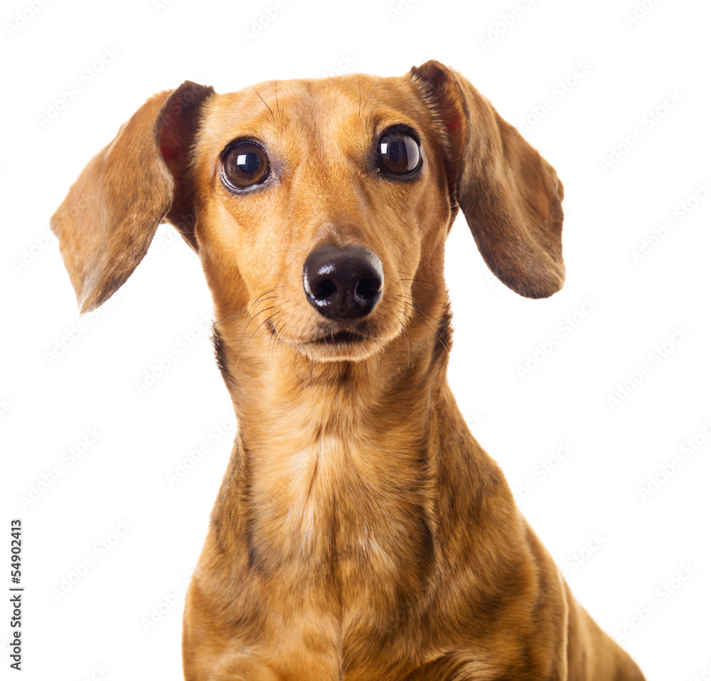 Dachshund dog Dachshund dog