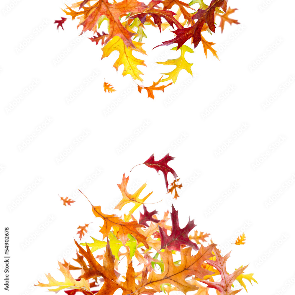 Heap of falling  autumn oak leaves isolated on white