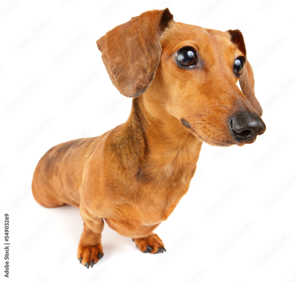 Dachshund dog