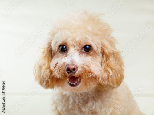 Dog poodle smile © leungchopan