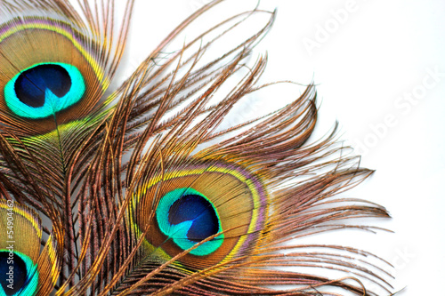 Brushed aluminium prints Three peacock feathers 