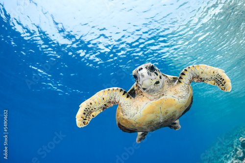 Eretmochelys imbricata - hawksbill sea turtle