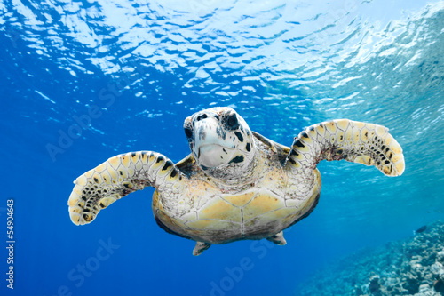 Eretmochelys imbricata - hawksbill sea turtle
