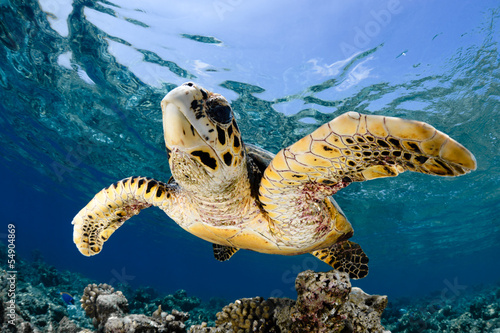 Photos Eretmochelys imbricata - hawksbill sea turtle