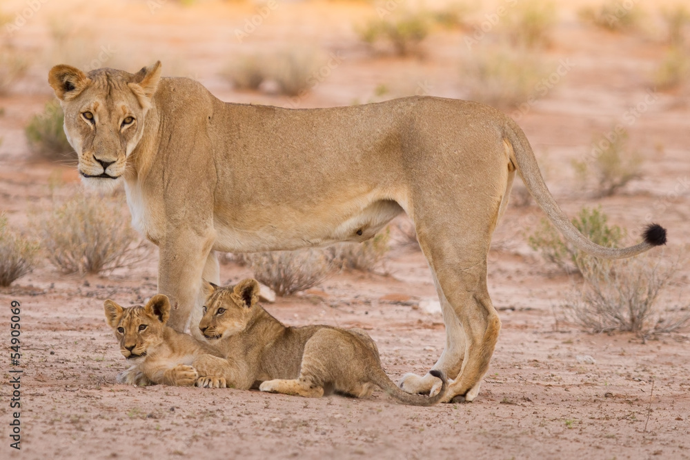 Lioness and cubs play in the Kalahari on sand Lioness and cubs play in the Kalahari on sand