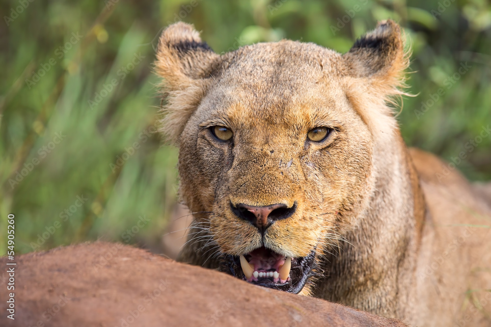 Angry lion stare through leaves ready to kill Angry lion stare through leaves ready to kill