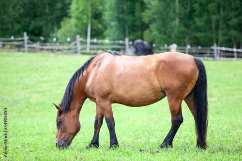 Domestic brown horse on green field © Kekyalyaynen