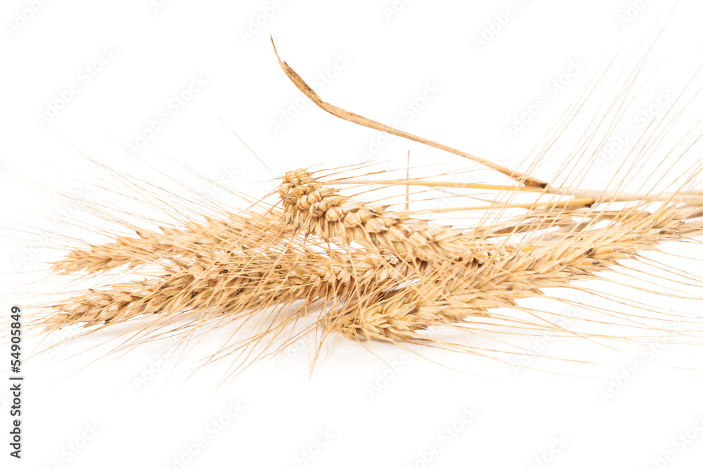 wheat isolated on white background wheat isolated on white background