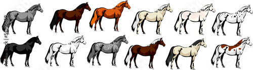 vector illustration showing the different color of the horse