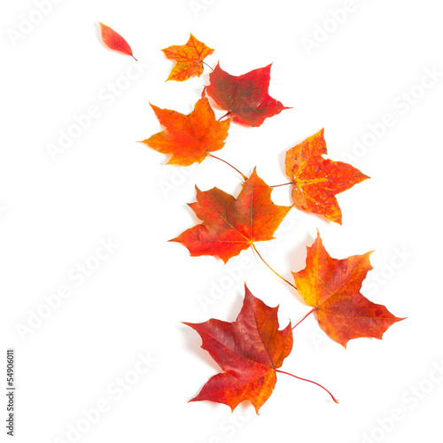 autumn maple leaves isolated on white