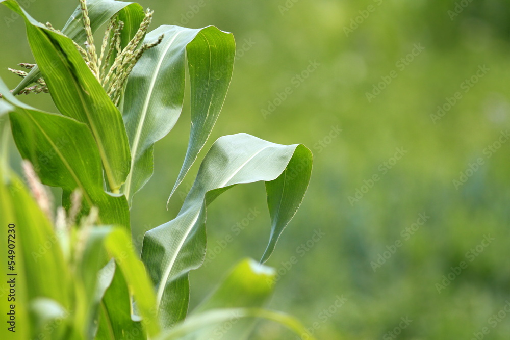 maize plant