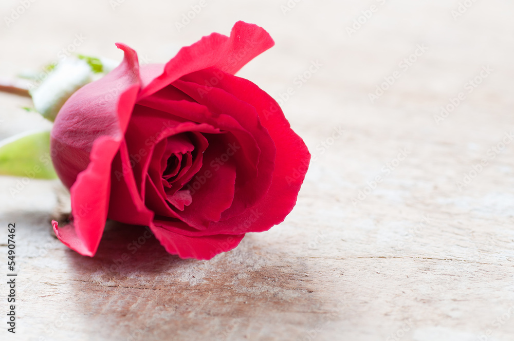 Naklejka premium Red rose on a wooden background