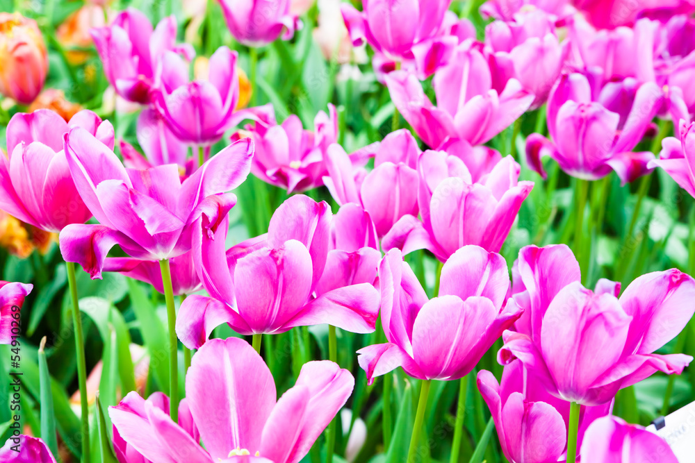 colorful tulips. Beautiful spring flowers. background of flowers