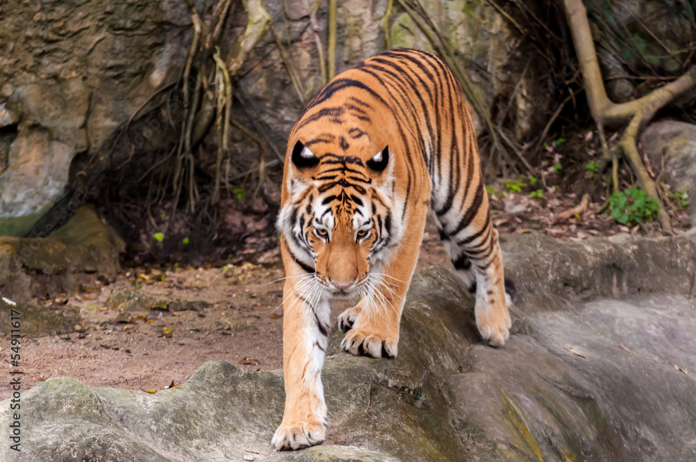 Naklejka premium Bengal tiger walking on the rock