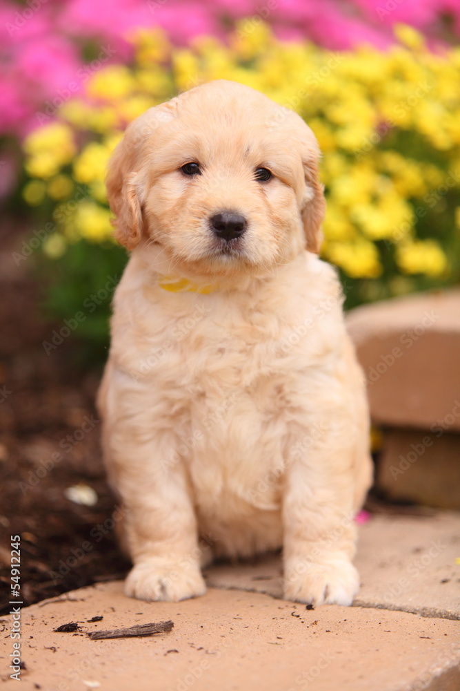 A Cute Puppy Sits on a Wall A Cute Puppy Sits on a Wall