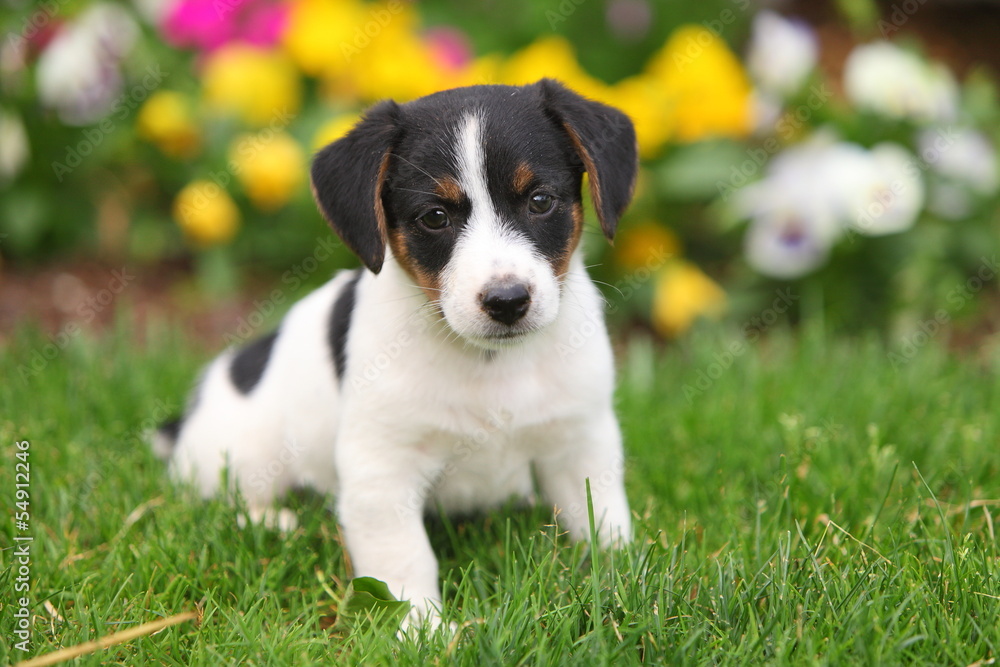 Jack Russel Puppy Sits in Grass