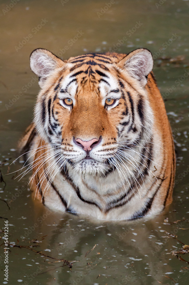 Tiger in the water