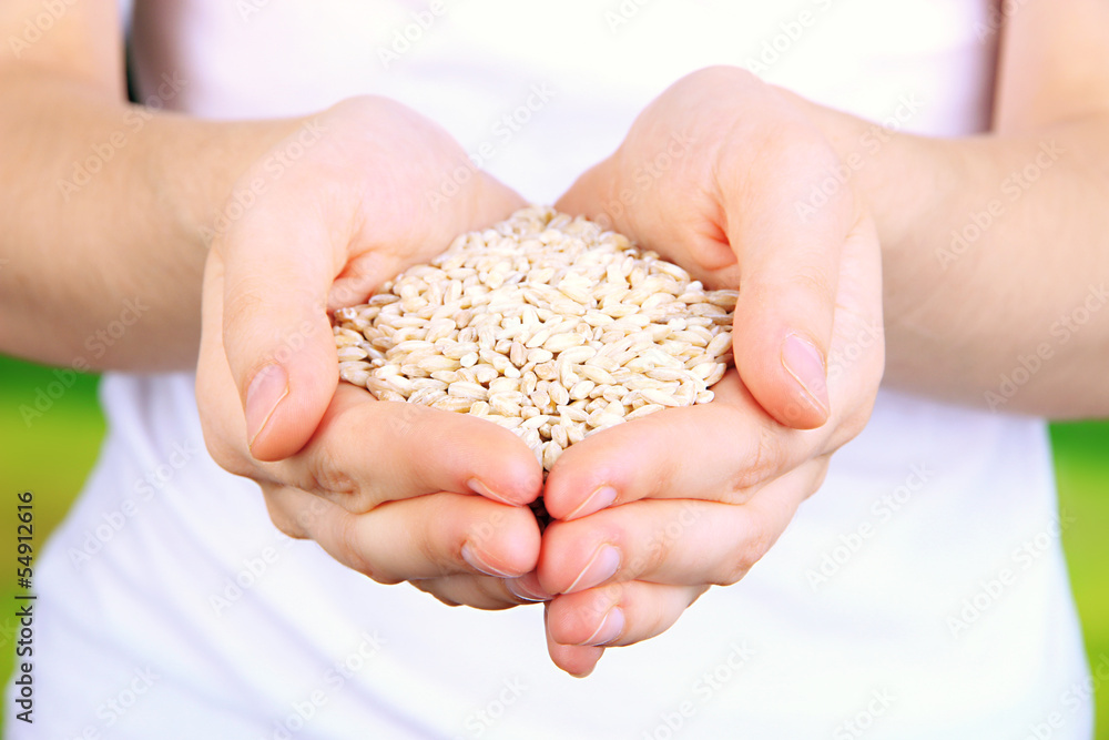 Wheat grain in female hands on natural background Wheat grain in female hands on natural background