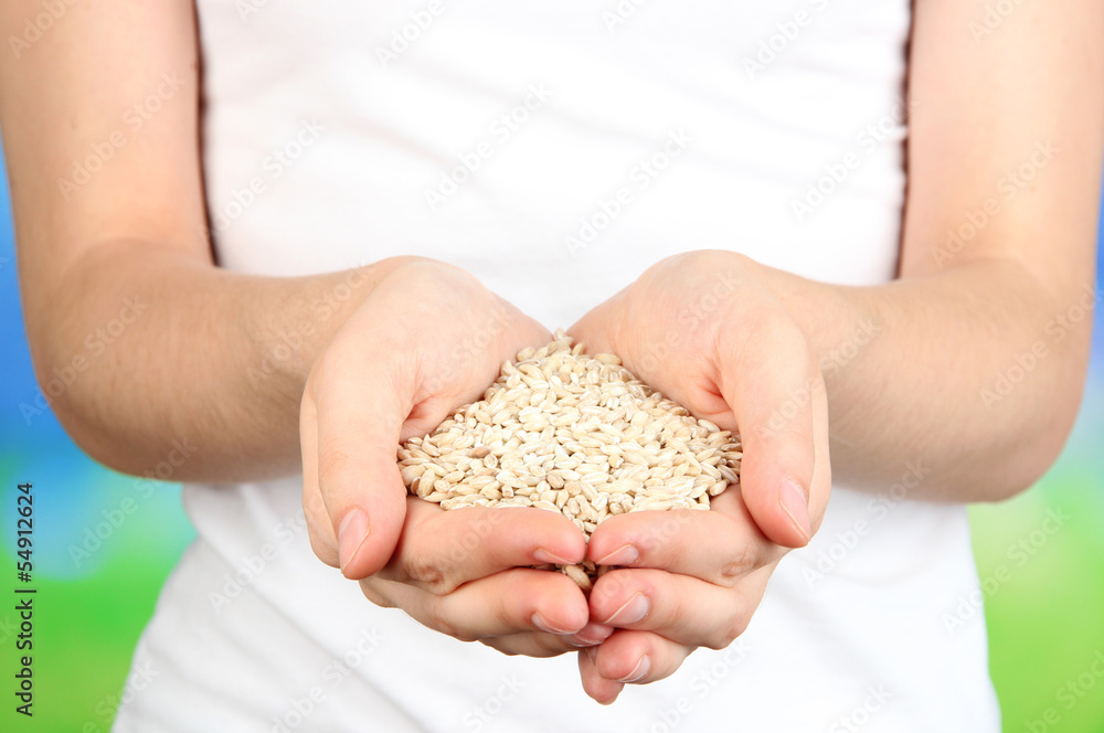 Wheat grain in female hands on natural background Wheat grain in female hands on natural background