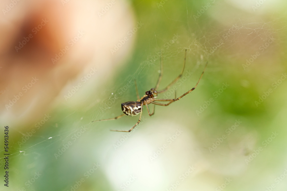kleine braune spinne sitzt im spinnen netz nahaufnahme kleine braune spinne sitzt im spinnen netz nahaufnahme