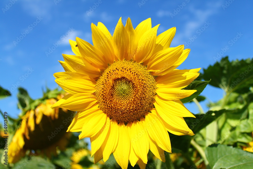 Tournesol