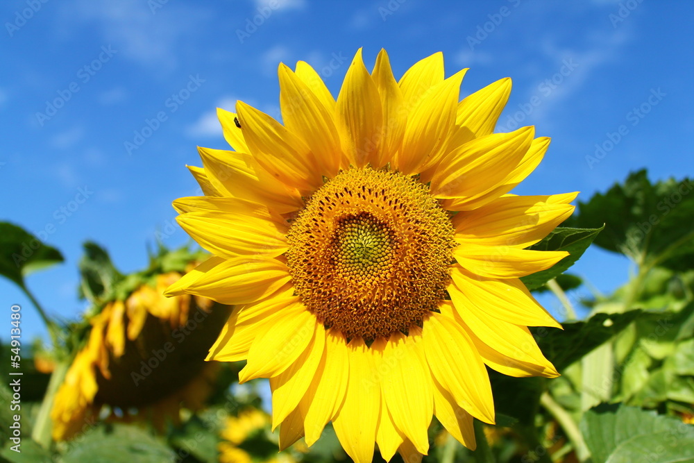 Tournesol Tournesol