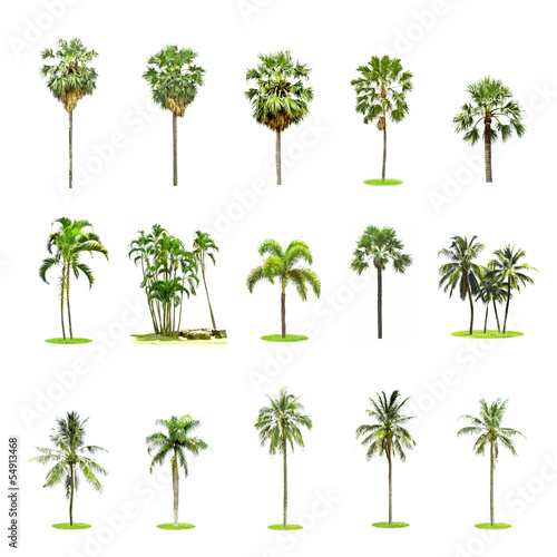 Set of palm and coconut trees