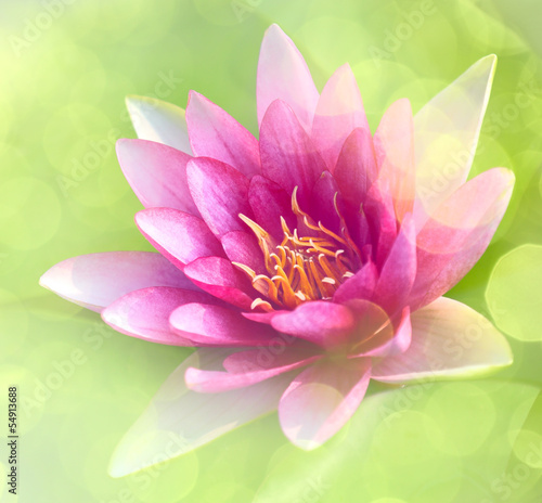 Fototapeta Naklejka Na Ścianę i Meble -  waterlily