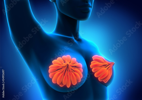 Female Breast Anatomy photo