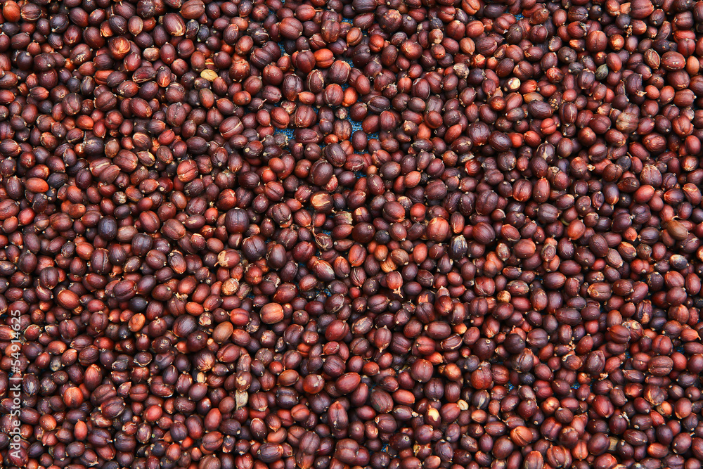 Fototapeta premium fresh coffee seeds