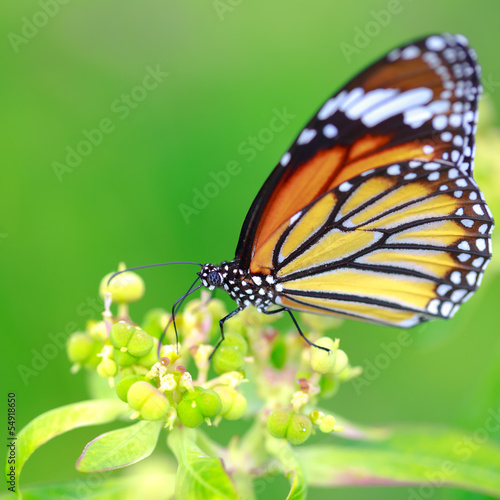 Butterfly on flower